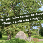 Aicinām balsojumā atbalstīt Glika ozolus, lai tie iegūtu titulu “Eiropas gada koks Latvijā”!