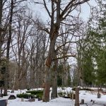 No bīstamajiem kokiem atbrīvos Alūksnes Lielo kapu teritoriju