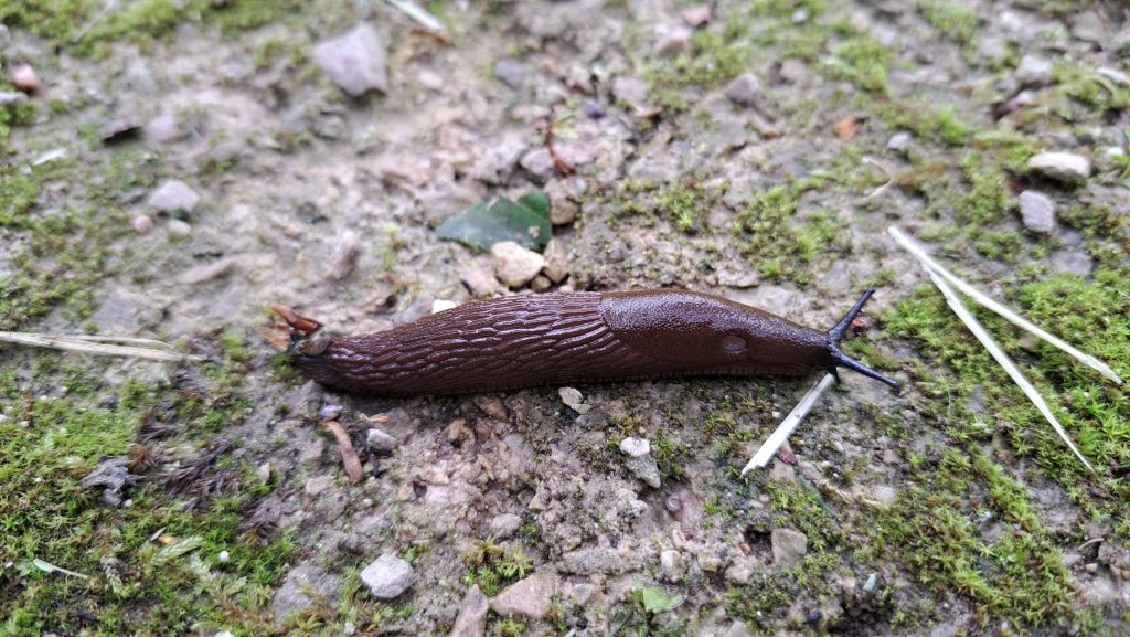Aktivitātes un metodes Spānijas kailgliemeža ierobežošanai Jaunlaicenes muižas parkā augustā