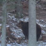 Kā noteikt lāča klātbūtni mežā