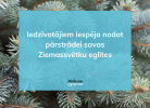 zsvetku_eglites