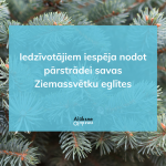 zsvetku_eglites
