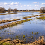 Plaša, applūdusi lauku ainava ar paralēlām sausas zāles un jaunu zaļu asnu strēmelēm, kuras ieskauj stāvošs ūdens. Tālumā redzami koki bez lapām un neliela apdzīvota vieta zem zilām debesīm ar mākoņiem.