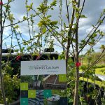 Roka tur brošūru, ko ieskauj jauni, zaļojoši stādi zem mākoņainām debesīm. Uz brošūras rakstīts "PATS SAVAM SAIMES GALDAM" un "www.saimesgaldam.lv". Tajā attēloti dārza darbi – lāpsta, grābeklis, augsnes maisi un ūdens spainis. Apakšā redzams teksts "MŪSU DARBU ATBALSTA BORISA UN INĀRAS TETEREVU FONDS" ar adresi "www.teterevufonds.lv" un "Atbalstām rosīgas organizācijas, kuras dod iespēju".