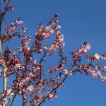 Ziedoši rozā ziedi uz koka zariem pret spilgti zilām debesīm.