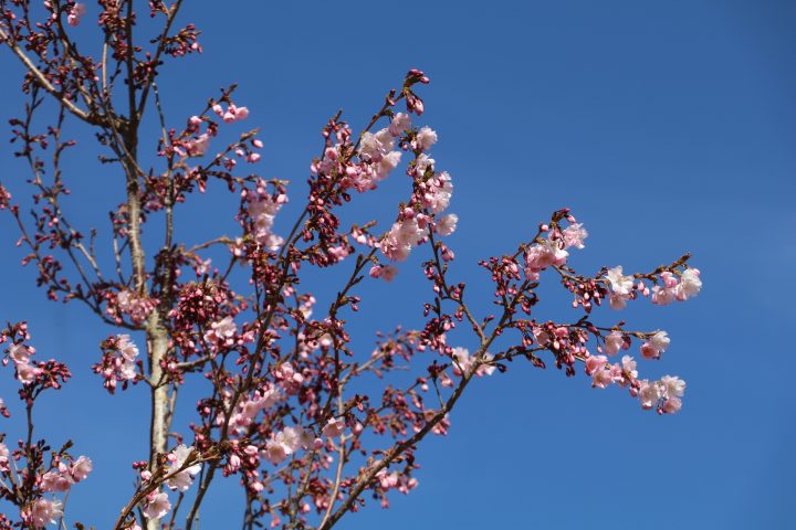 Ziedoši rozā ziedi uz koka zariem pret spilgti zilām debesīm.