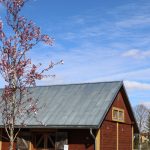 Ziedošs koks ar rozā ziediem priekšplānā, aiz kura redzama brūna koka ēka ar pelēku metāla jumtu, zem zilas debess ar mākoņiem.