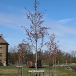 Sarkana ar krēmkrāsas svītru lokomotīve ar numuru 251 319 novietota uz sliedēm pie brūnas dzelzceļa ēkas. Priekšplānā ziedošs koks ar rozā ziediem, fonā citas ēkas, tostarp viena ar DSV logo, un zilas debesis ar dažiem mākoņiem.