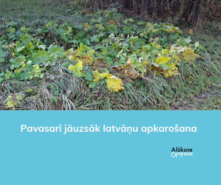 Pavasarī jāuzsāk latvāņu apkarošana